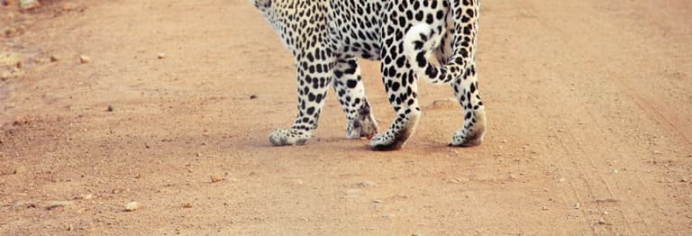 WATCH: Leopard Roams School Corridors WATCH: Leopard Roams School Corridors