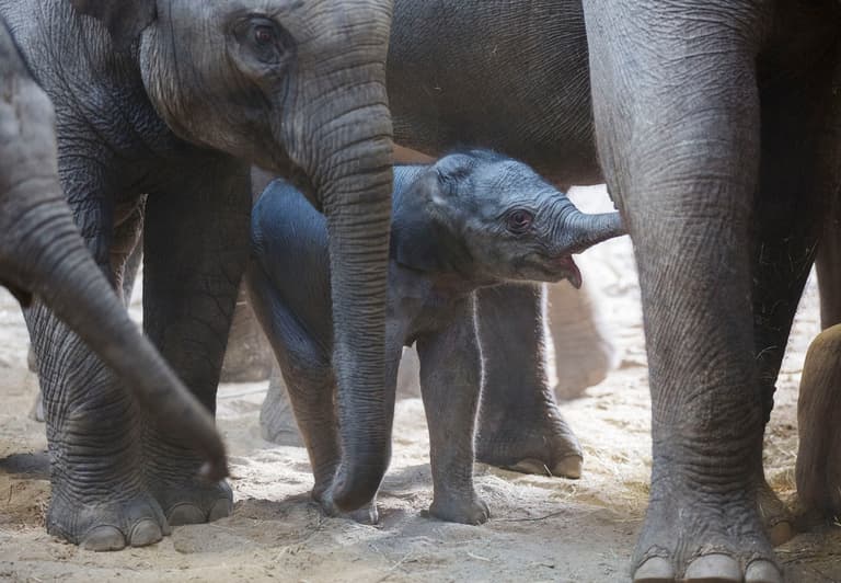 A new baby elephant calf was born at Dublin Zoo last weekend A new baby elephant calf was born at Dublin Zoo last weekend