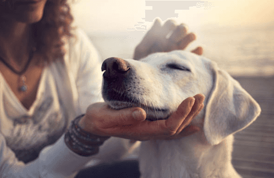 Pets are for life, not just for Christmas Pets are for life, not just for Christmas