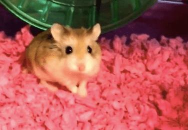 Woman forced to flush emotional support hamster down the toilet before flight Woman forced to flush emotional support hamster down the toilet before flight