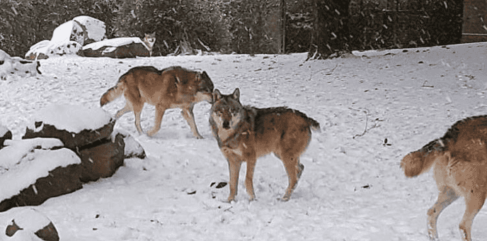 Too CUTE! Dublin Zoo share adorable images of the animals enjoying the snow Too CUTE! Dublin Zoo share adorable images of the animals enjoying the snow