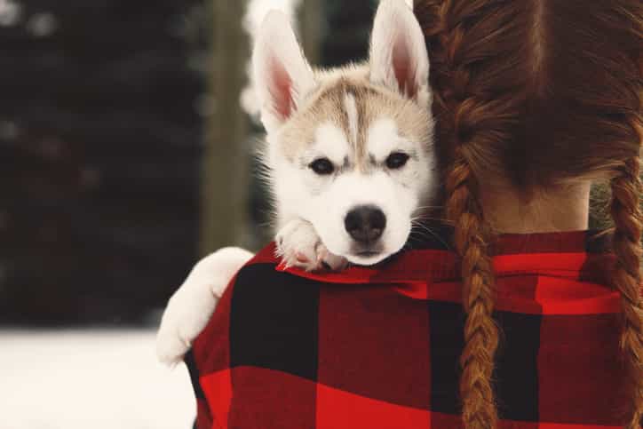 The ISPCA shares advice about keeping your animals safe during the storm The ISPCA shares advice about keeping your animals safe during the storm