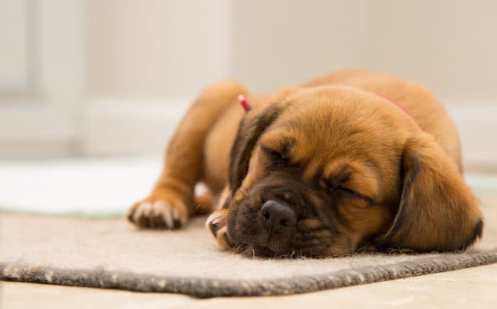 What our dogs dream about is probably the cutest thing you’ll read today What our dogs dream about is probably the cutest thing you’ll read today