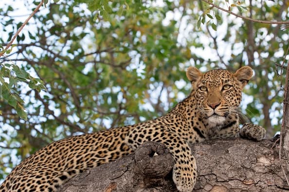 Leopard kills toddler at wildlife park in Uganda Leopard kills toddler at wildlife park in Uganda