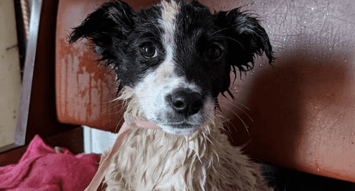 Abandoned Chernobyl dogs rescued and set to get new homes soon Abandoned Chernobyl dogs rescued and set to get new homes soon