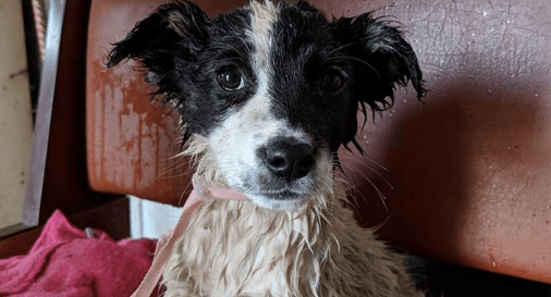 Abandoned Chernobyl dogs rescued and set to get new homes soon Abandoned Chernobyl dogs rescued and set to get new homes soon