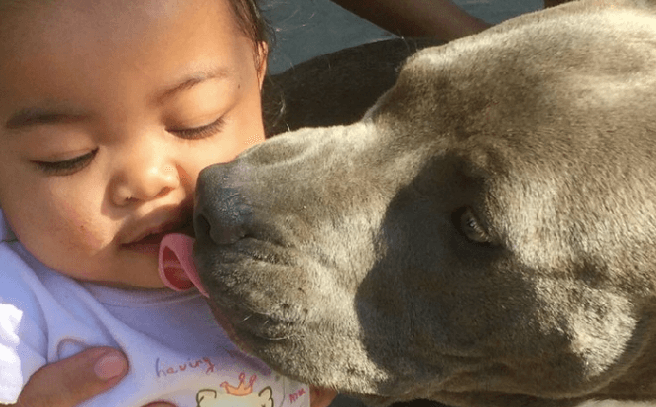 Dog drags baby by her nappy to save her from house fire Dog drags baby by her nappy to save her from house fire