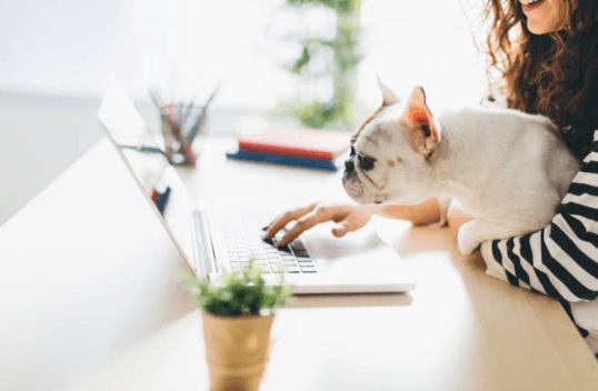 Tomorrow is national bring your dog to work day and we are so happy Tomorrow is national bring your dog to work day and we are so happy