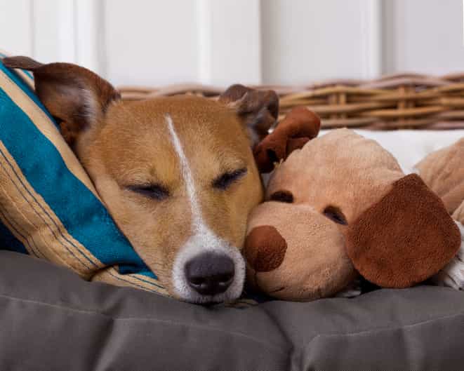 Woman demands friend change dog’s name because she wants it for her daughter Woman demands friend change dog’s name because she wants it for her daughter