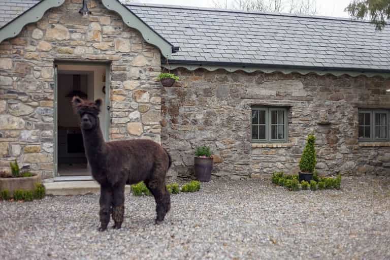 This alpaca farm in Laois is available to rent on Airbnb and it is too cute This alpaca farm in Laois is available to rent on Airbnb and it is too cute