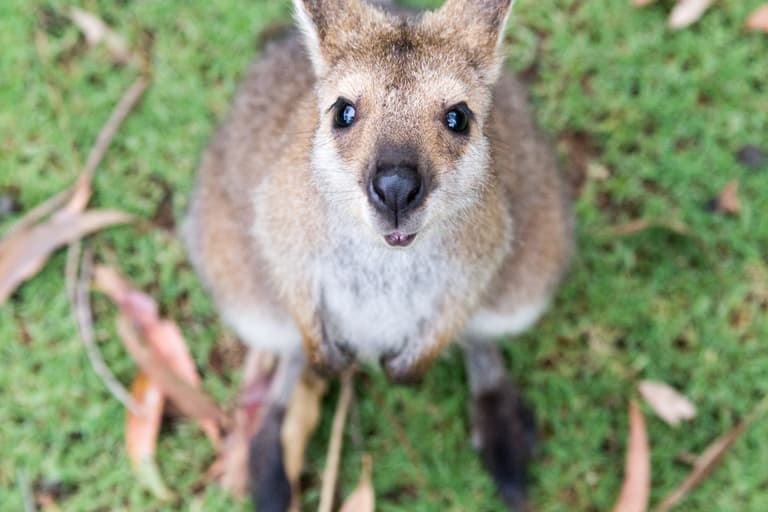 Video captures baby kangaroo’s first time peeping out of his mother’s pouch Video captures baby kangaroo’s first time peeping out of his mother’s pouch