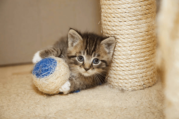 Little kitten born with a rare condition now able to walk again thanks to 3D printed leg Little kitten born with a rare condition now able to walk again thanks to 3D printed leg