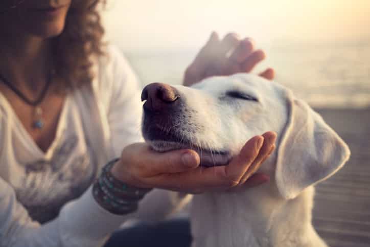 Science says that dog owners are happier than cat owners, and yeah, makes sense Science says that dog owners are happier than cat owners, and yeah, makes sense