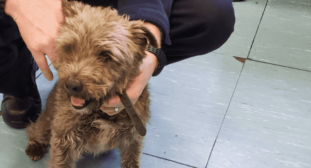 Dog handed in to garda station after taking bus from Limerick to Dublin Dog handed in to garda station after taking bus from Limerick to Dublin