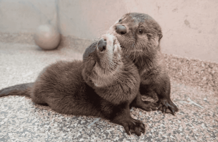 Orphaned otter babies are rescued by vets and they’re SO adorable Orphaned otter babies are rescued by vets and they’re SO adorable