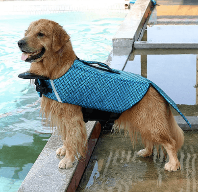 You can now get a mermaid life jacket for your dog and we’ll take seven You can now get a mermaid life jacket for your dog and we’ll take seven
