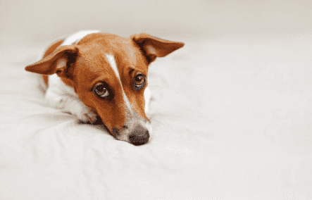 Puppy dog eyes are real and dogs have evolved to make them so, says study Puppy dog eyes are real and dogs have evolved to make them so, says study