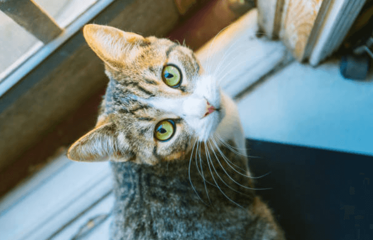 Owning a cat could actually make you live longer, according to a study Owning a cat could actually make you live longer, according to a study