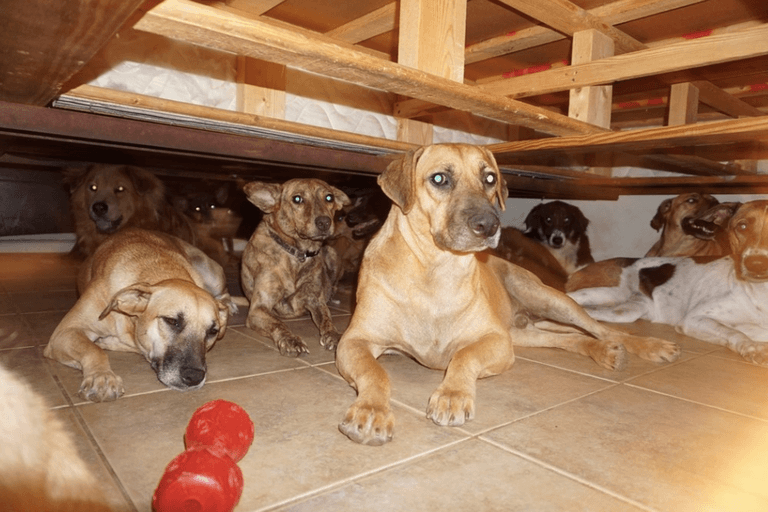 Woman takes in 97 stray dogs to save them from hurricane in the Bahamas Woman takes in 97 stray dogs to save them from hurricane in the Bahamas
