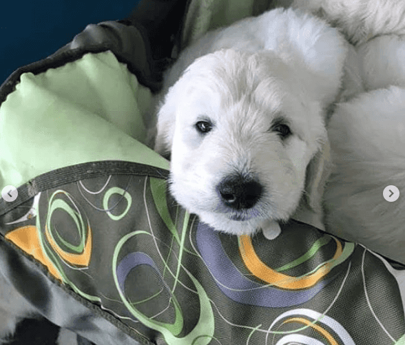 There was a puppy buggy in Dublin airport yesterday and it’s too adorable There was a puppy buggy in Dublin airport yesterday and it’s too adorable