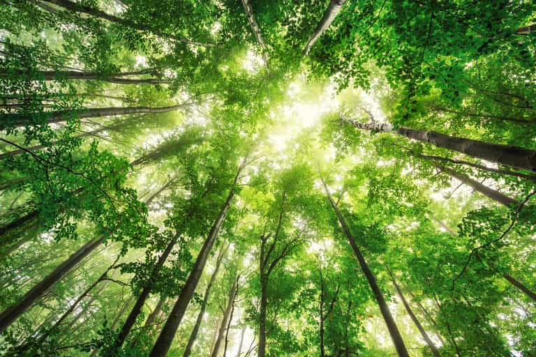 Denmark to plant almost one million trees after first climate change focused telethon Denmark to plant almost one million trees after first climate change focused telethon