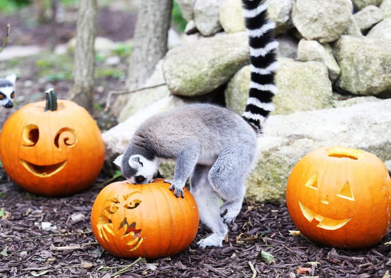 The Tayto Park Animals are all set for Halloween and they look adorable The Tayto Park Animals are all set for Halloween and they look adorable