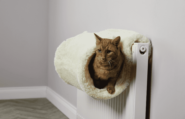 Aldi will be selling a cat radiator bed really soon to keep your furry friends the happiest ever Aldi will be selling a cat radiator bed really soon to keep your furry friends the happiest ever