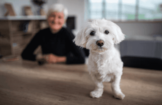 A retirement home only for old cats and dogs has opened up in the States A retirement home only for old cats and dogs has opened up in the States