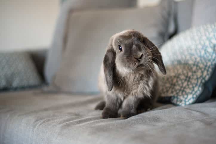 You can now do bunny yoga and yeah, it sounds like an actual dream You can now do bunny yoga and yeah, it sounds like an actual dream