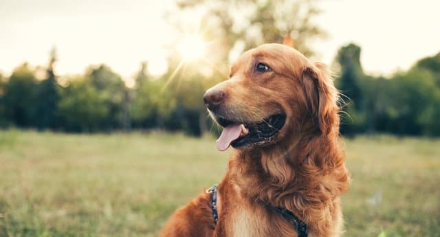 Irish charity seeks to employ courthouse dog to assist with children giving evidence Irish charity seeks to employ courthouse dog to assist with children giving evidence