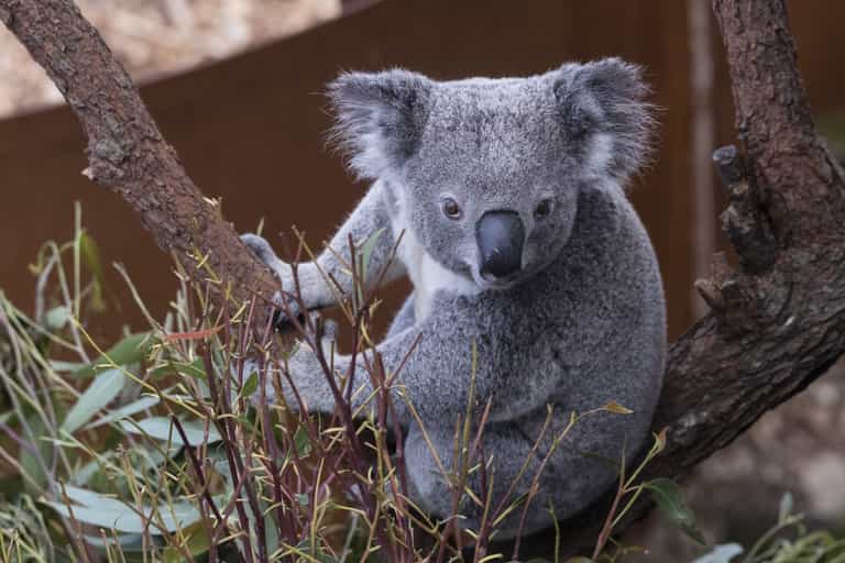 Koalas ‘functionally extinct’ after bushfires destroy 80 percent of habitat Koalas ‘functionally extinct’ after bushfires destroy 80 percent of habitat