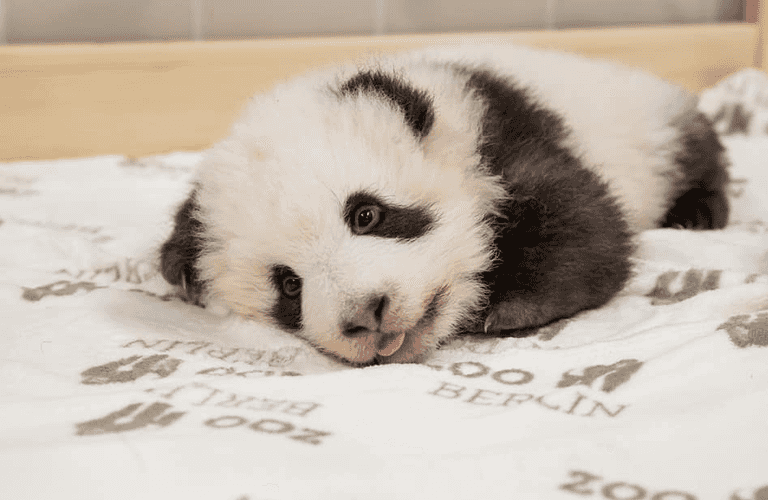 Berlin Zoo’s baby panda twins are three months old and they’re SO cute Berlin Zoo’s baby panda twins are three months old and they’re SO cute