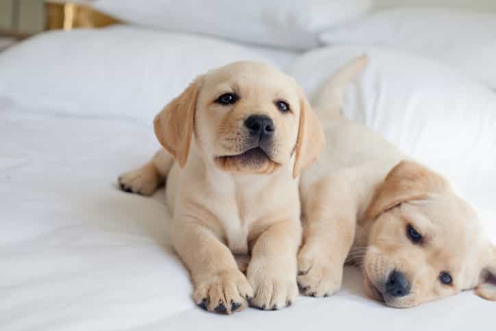 Dog years are not a thing and your puppy is actually middle aged, claims study Dog years are not a thing and your puppy is actually middle aged, claims study