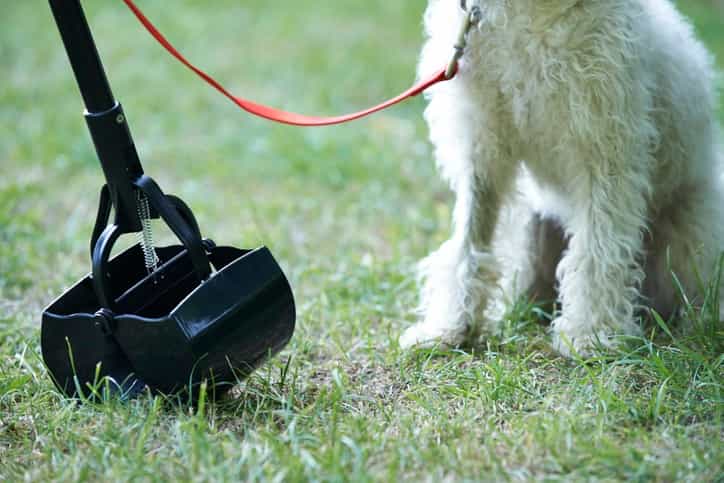 Not a single dog poo fine has been issued in Dublin in 2019 Not a single dog poo fine has been issued in Dublin in 2019