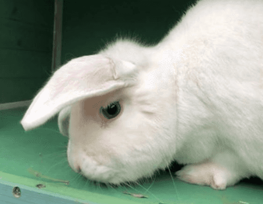 ‘Wonky’ the unicorn rabbit is looking for a forever home in the UK ‘Wonky’ the unicorn rabbit is looking for a forever home in the UK