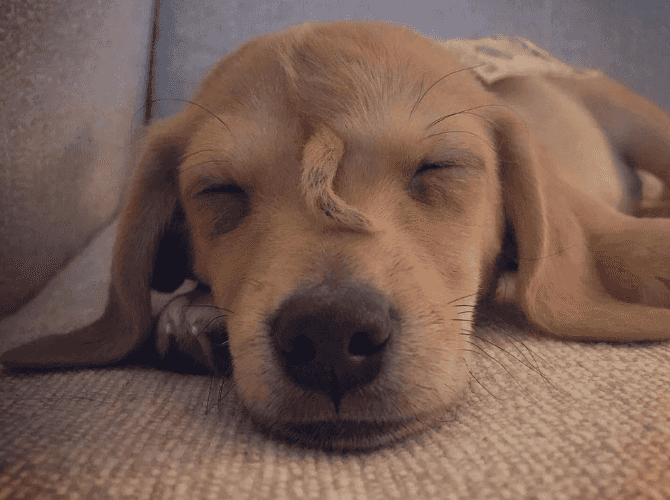 Narwhal the ‘unicorn puppy’ is officially being trained as a therapy dog Narwhal the ‘unicorn puppy’ is officially being trained as a therapy dog