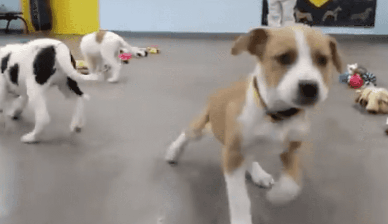 Dogs Trust are letting pups pick their own Christmas presents and sorry, bawling Dogs Trust are letting pups pick their own Christmas presents and sorry, bawling