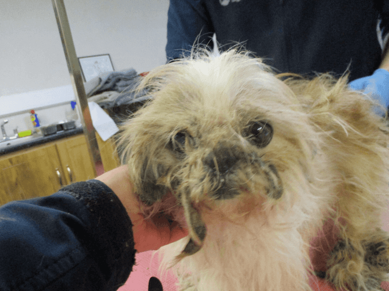 Eight dogs rescued from ‘terrible’ hoarding conditions in Co Cork Eight dogs rescued from ‘terrible’ hoarding conditions in Co Cork