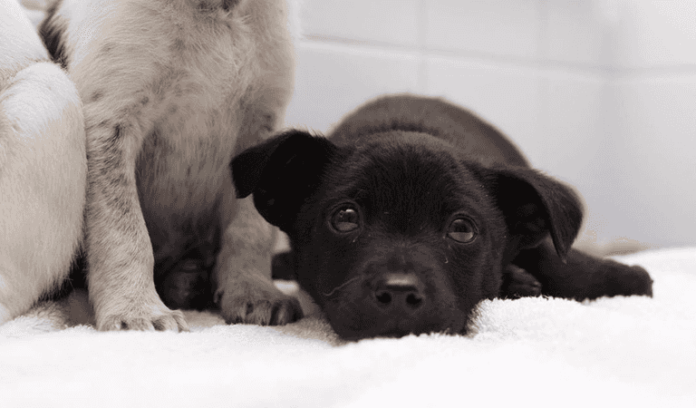 DSPCA needs forever homes for 4 puppies abandoned just before Christmas DSPCA needs forever homes for 4 puppies abandoned just before Christmas