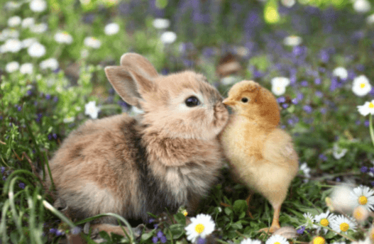 10 fun facts about bunnies and chicks that you definitely didn’t know 10 fun facts about bunnies and chicks that you definitely didn’t know