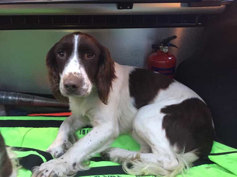 Gardaí appeal to find owner of stolen “nervous” dog, reunite second dog with owner Gardaí appeal to find owner of stolen “nervous” dog, reunite second dog with owner