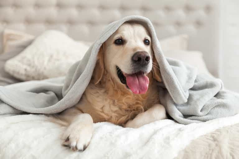 Dromoland Castle introduce dog-friendly rooms to give your pooch the perfect stay Dromoland Castle introduce dog-friendly rooms to give your pooch the perfect stay