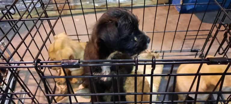 Four of 13 puppies smuggled through Dublin Port have died Four of 13 puppies smuggled through Dublin Port have died