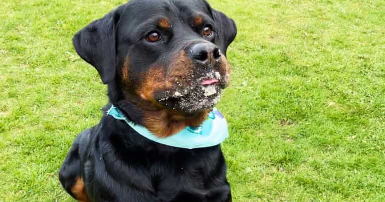 Opinion: Please don’t give up on your rescue dog – they’re so worth it Opinion: Please don’t give up on your rescue dog – they’re so worth it
