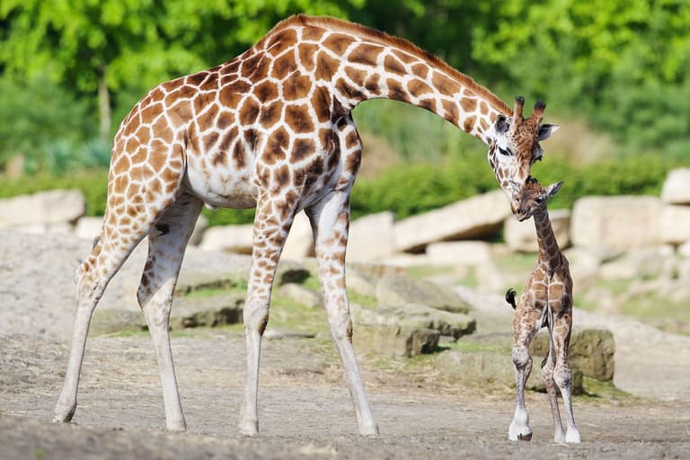 Dublin Zoo is offering visitors half price tickets Dublin Zoo is offering visitors half price tickets