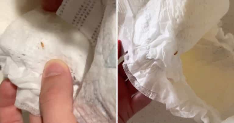 “What the F is this”: Mum claims to have found maggot in unused nappy “What the F is this”: Mum claims to have found maggot in unused nappy