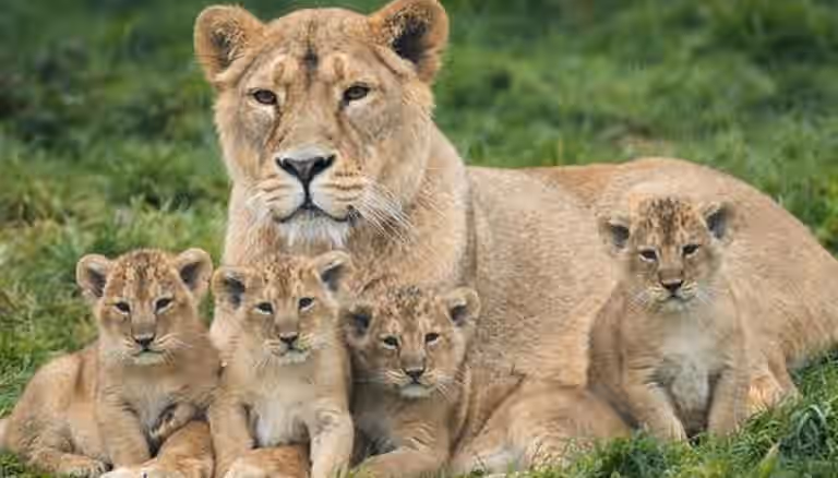 Nearly 300 animals died in Dublin Zoo, Tayto Park and Fota Island during past two years Nearly 300 animals died in Dublin Zoo, Tayto Park and Fota Island during past two years