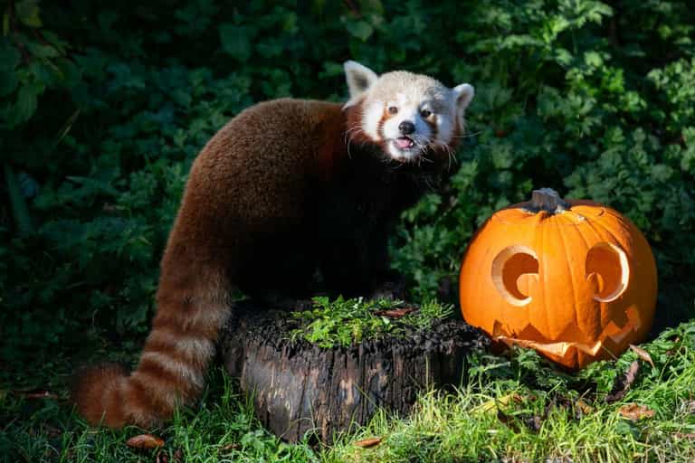 Get ready for Spooktacular celebrations at Dublin Zoo on Halloween weekend Get ready for Spooktacular celebrations at Dublin Zoo on Halloween weekend