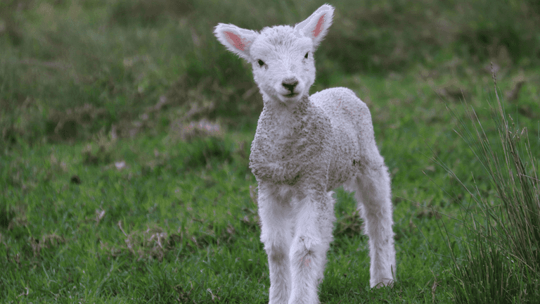 Petting zoo causes major Cryptosporidium outbreak Petting zoo causes major Cryptosporidium outbreak