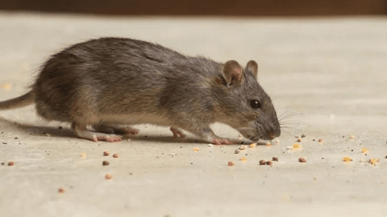 ‘Widespread rodent infestation’ discovered at Dublin creche ‘Widespread rodent infestation’ discovered at Dublin creche